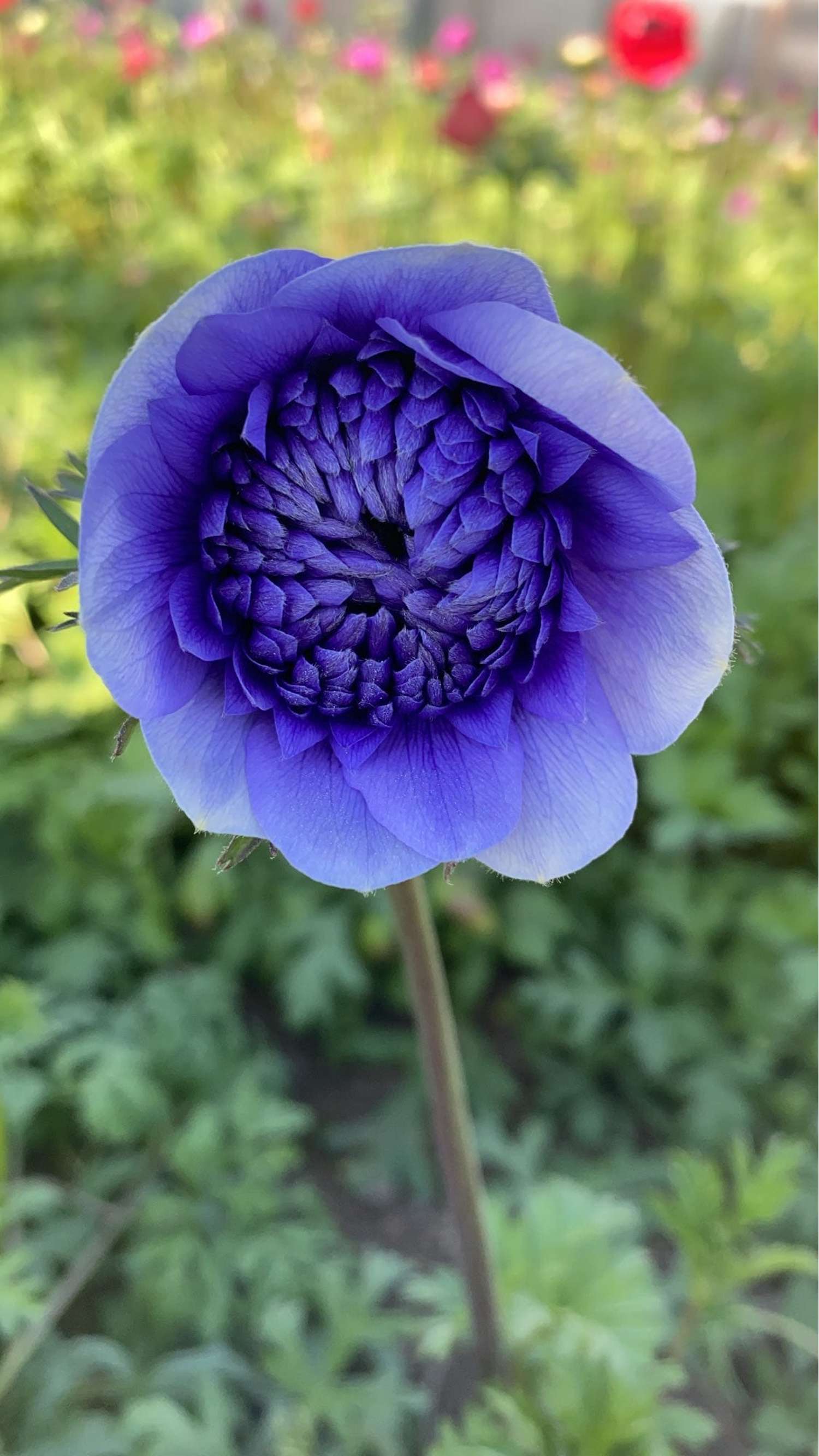 Anémone 'Fullstar Blue'
